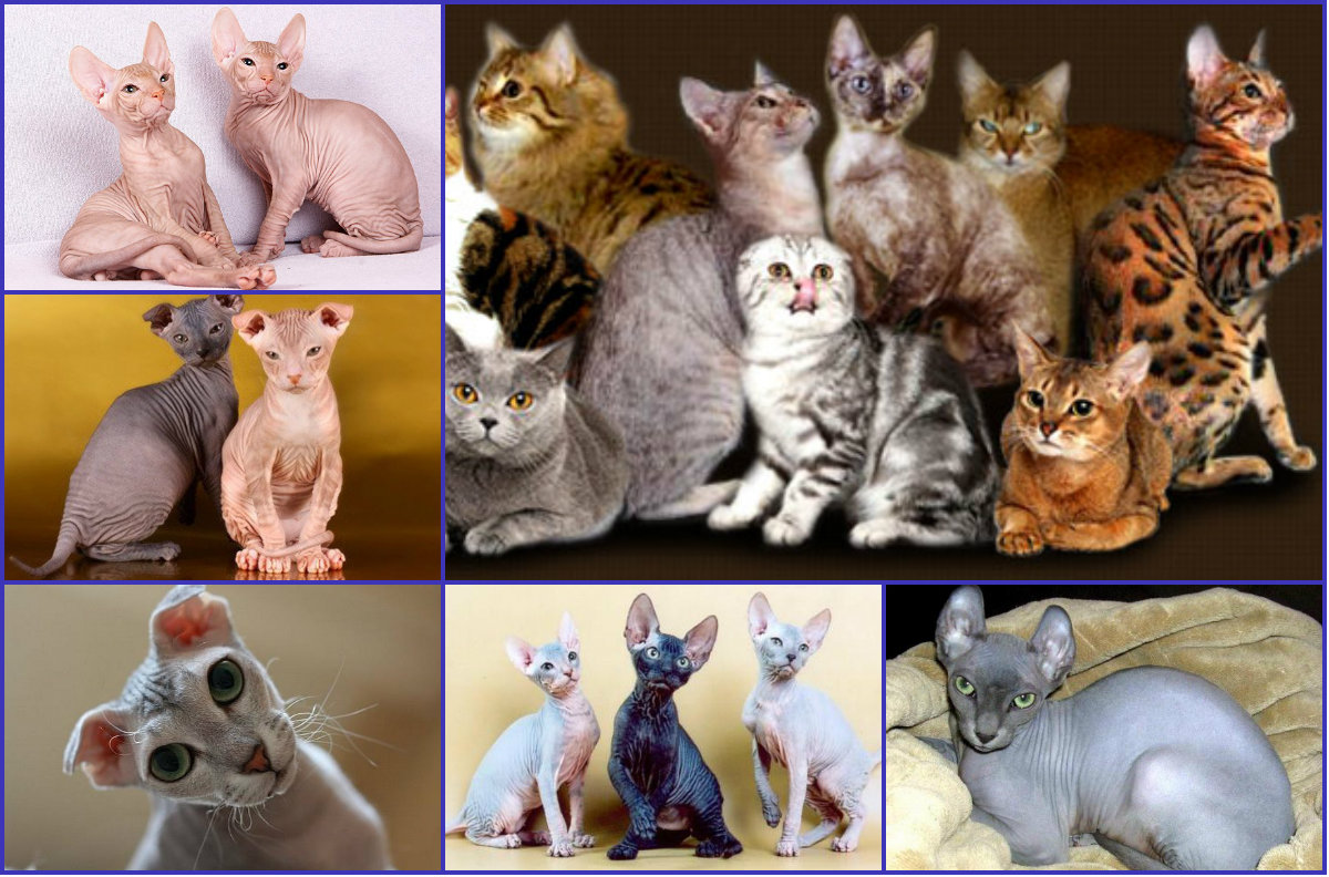 udivitelnyj-mir-koshek