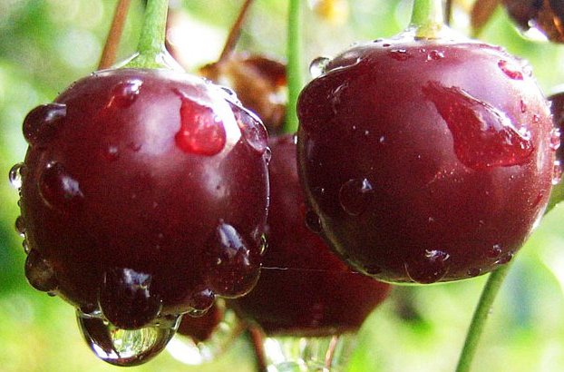 varene-lakomka varene-lakomka