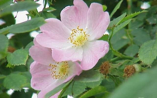 kak-ispolzuyut-shipovnik. kak-ispolzuyut-shipovnik.