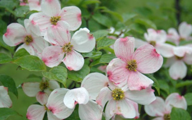 eshhe-legendy-i-polza-kizila eshhe-legendy-i-polza-kizila