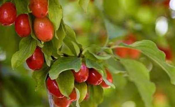 varene-iz-kizila varene-iz-kizila