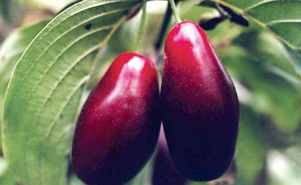 varene-iz-kizila varene-iz-kizila