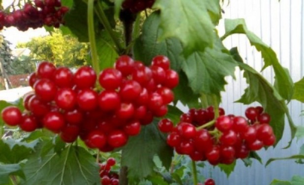 o-kaline-i-recepty-iz-yagody o-kaline-i-recepty-iz-yagody