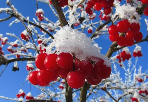 o-kaline-i-recepty-iz-yagody o-kaline-i-recepty-iz-yagody