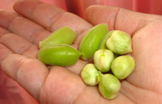 blyuda-iz-goroxa-nut blyuda-iz-goroxa-nut