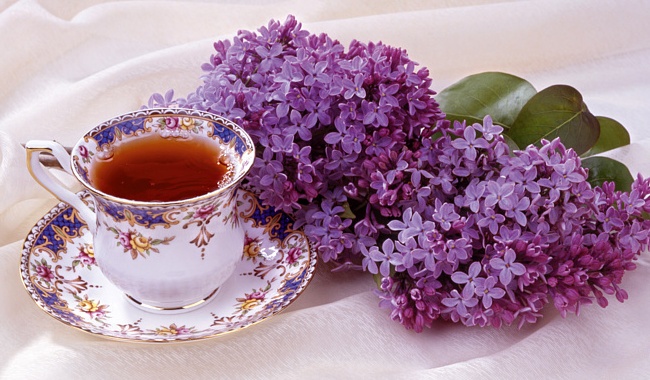 siren-lechebnye-svojstva siren-lechebnye-svojstva