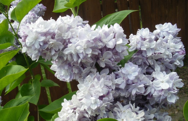 siren-lechebnye-svojstva siren-lechebnye-svojstva