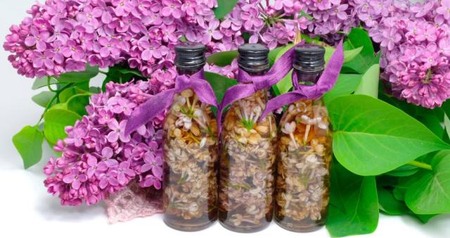 siren-lechebnye-svojstva siren-lechebnye-svojstva