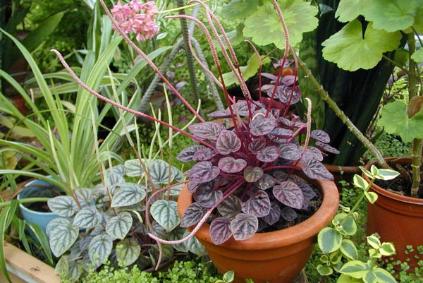 kakie-eshhe-ra…lny-v-kvartire