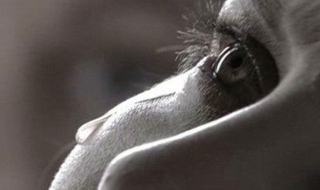 o-chajtene-i-s…yx-poseleniyax