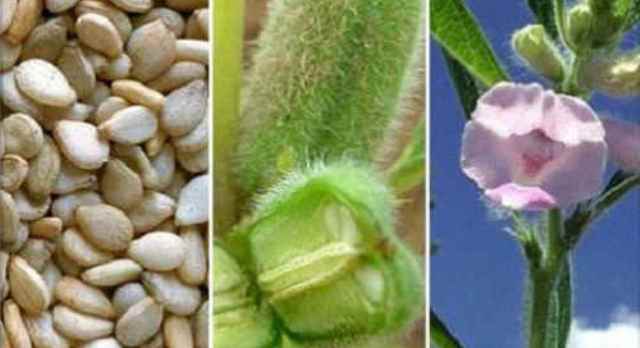 lechimsya-semenem-kunzhuta