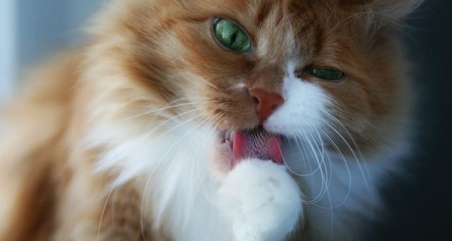 o-strizhke-domashnix-zhivotnyx