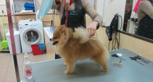 o-strizhke-domashnix-zhivotnyx