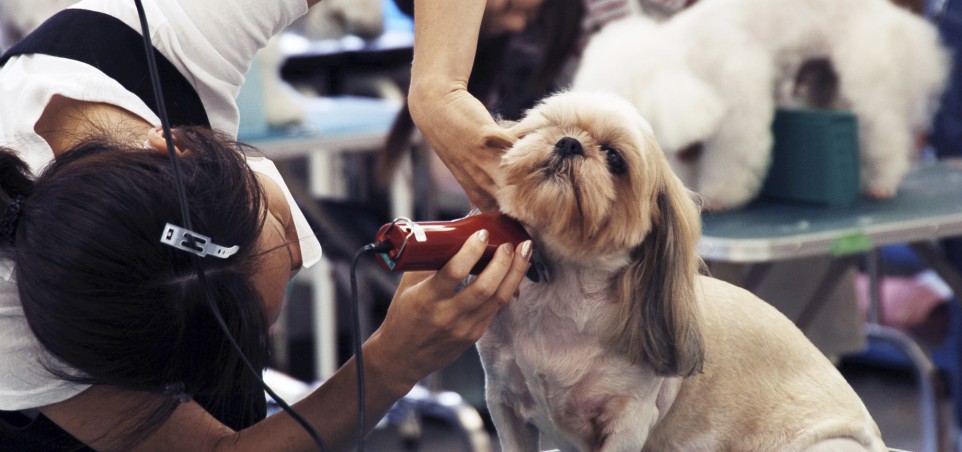 o-strizhke-domashnix-zhivotnyx