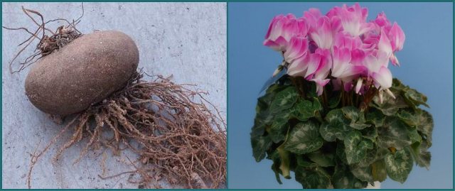 o-narodnyx-met…henii-sinusita