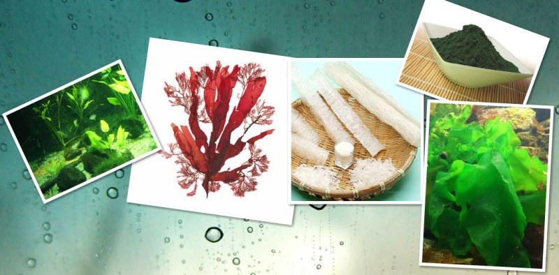 kanten-rodimeniya-i-zelenye-vodorosli