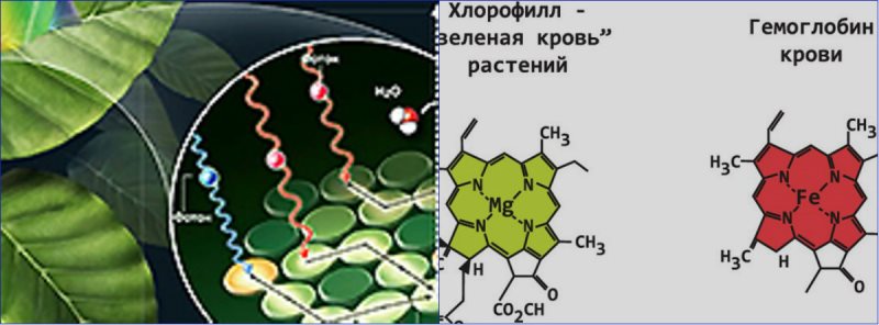 zelenye-vodorosli-xlorella