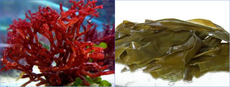 vodorosli-dlya-zdorovya