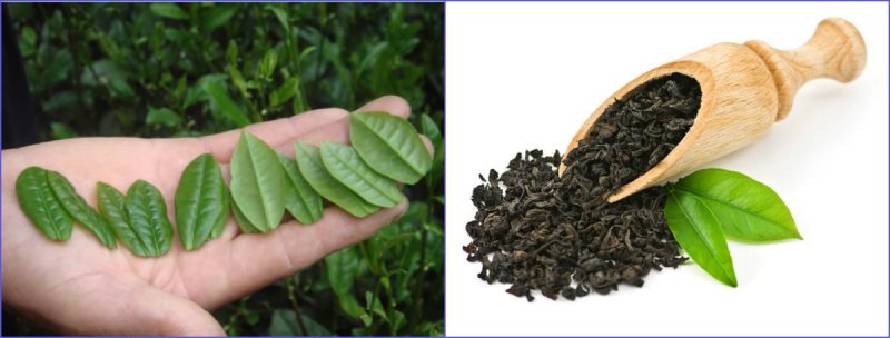 usloviya-xraneniya-chaya